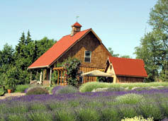 lavender growing at Purple Haze Farm