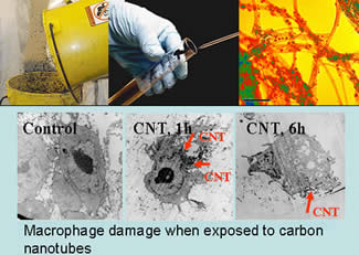 Microphage Damage when exposed to carbon nanotubes