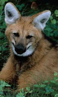 maned wolf