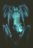 Radiograph: Bald Eagle: Radiograph of immature bald eagle containing numerous lead shot in its digestive tract (Jacobson et al. 1977). (USA)