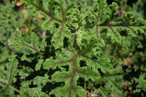 Pelargonium 