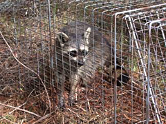 Live capture and fitting of raccoons with individually marked collars helped identify wildlife as a major source of fecal coliform buildups.