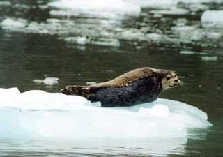 harbor seal on ice