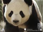 Tian Tian, a male giant panda at the National Zoo