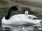 black-necked swans