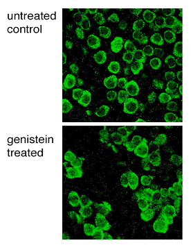 Illustration depicts normal egg cell development in mice and the genistein-treated animals where the abnormal egg clustering occurs