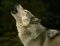 photo of wolf howling