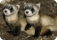 black-footed ferret kits