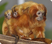 two young golden lion tamarins clinging to their father's back