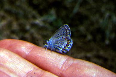 Photo of Karner Blue Butterfly