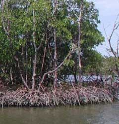 mangrove trees