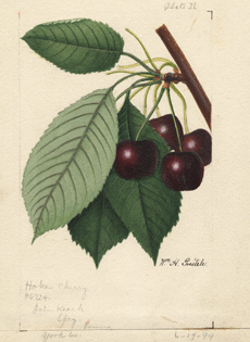 Hoke [Prunus avium]