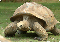 Aldabra tortoise