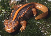 emperor newt