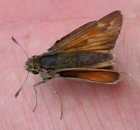 Dakota skipper