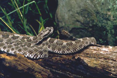Photo of eastern massasauga rattlesnake