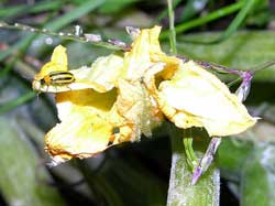 Striped cucumber beetle on a blossom.