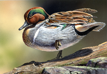 2nd place winner -Green-winged teal by Harold Roe
