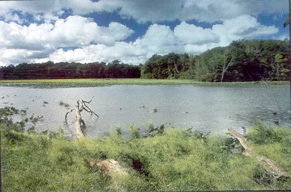 Hudson river estuary