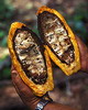 Cacao pods with beans destroyed by Moniliophthora perniciosa