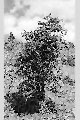 View a larger version of this image and Profile page for Juniperus scopulorum Sarg.