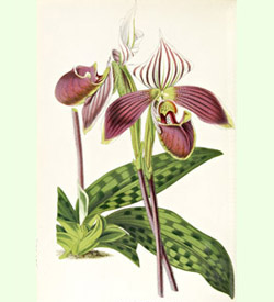 Cypripedium purpuratum illustration from Flore des serres et des jardins de l'Europe : Annales générales d'horticulture, 1845-1880