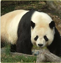 Tian Tian, a giant panda at the National Zoo
