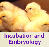 Incubation & Embryology