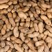 [Peanut-Butter Probe Focuses on Georgia Plant]