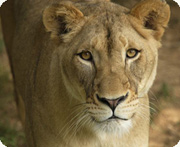 Shera, one of the Zoo's lions