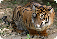 tiger cub in June