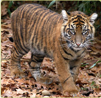 Sumatran tiger cub