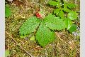 View a larger version of this image and Profile page for Fragaria vesca L.