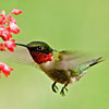 Hummingbird hovering at flowers