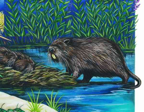 This is a drawing of Nutria.