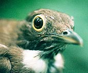 closeup picture of birds head