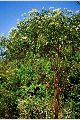 View a larger version of this image and Profile page for Sambucus nigra L. ssp. canadensis (L.) R. Bolli