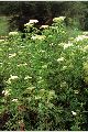 View a larger version of this image and Profile page for Sambucus nigra L. ssp. canadensis (L.) R. Bolli