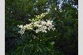 View a larger version of this image and Profile page for Sambucus nigra L. ssp. canadensis (L.) R. Bolli