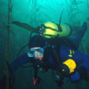 diver enjoying Monterey Bay National Marine Sanctuary