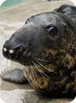 gray seal