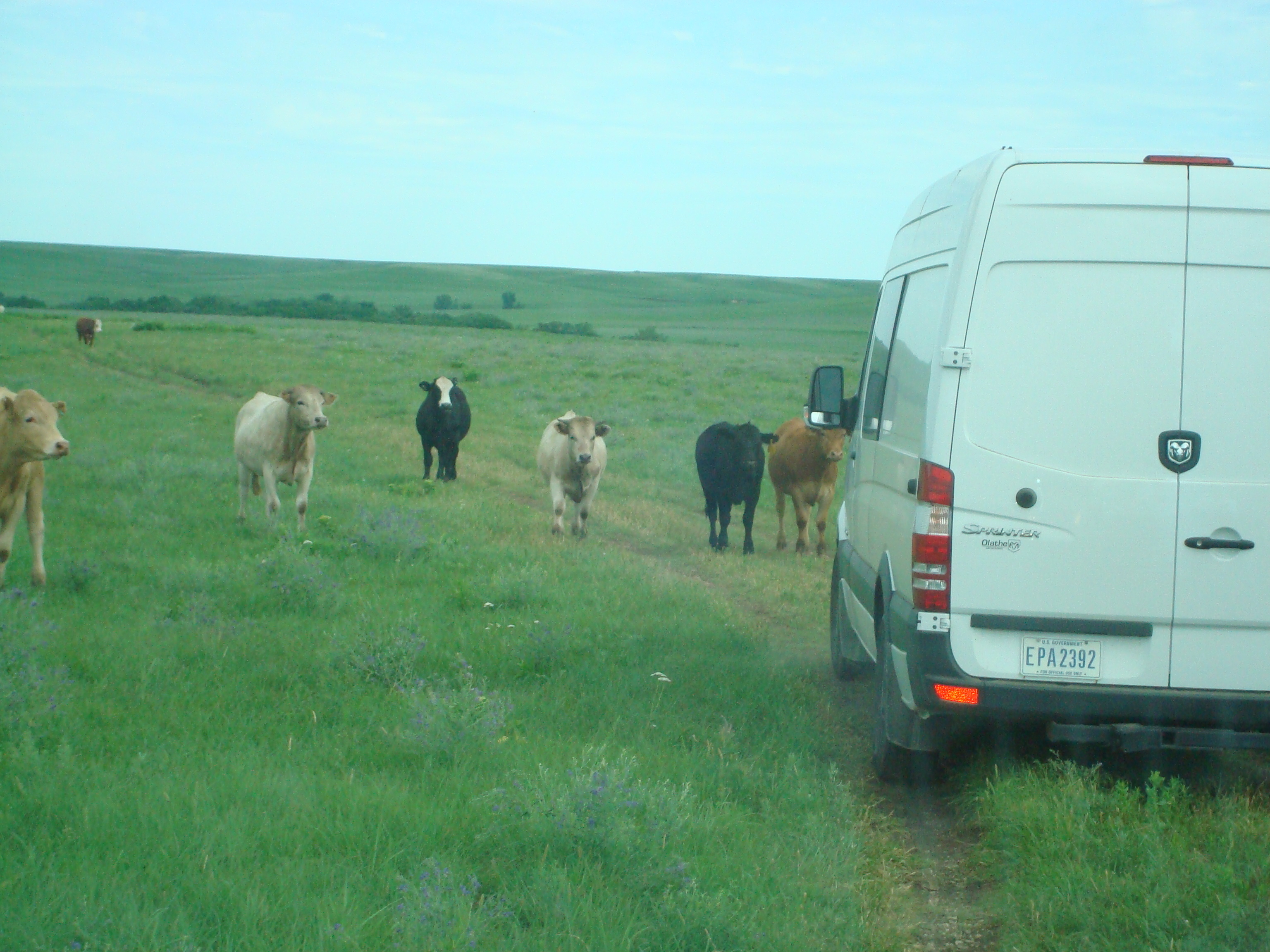 image of cows walking in toward a van driving through a field