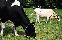 Dairy Cattle, NCAT photo