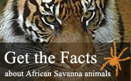 Fun Facts about Savannah animals