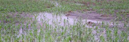 Flooded Iowa corn