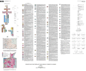 (Thumbnail) Geologic Map of the Chewelah 30' X 60' Quadrangle, Washington and Idaho