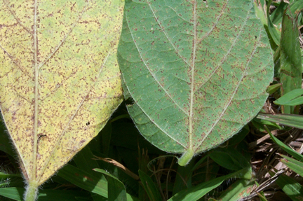 Soybean rust on senecent leaf