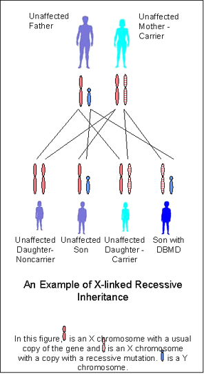X-link diagram