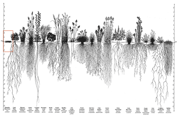 Root systems of prairie plants. Heidi Natura, Conservation Research Institute