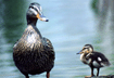 1988 Duck Stamp
